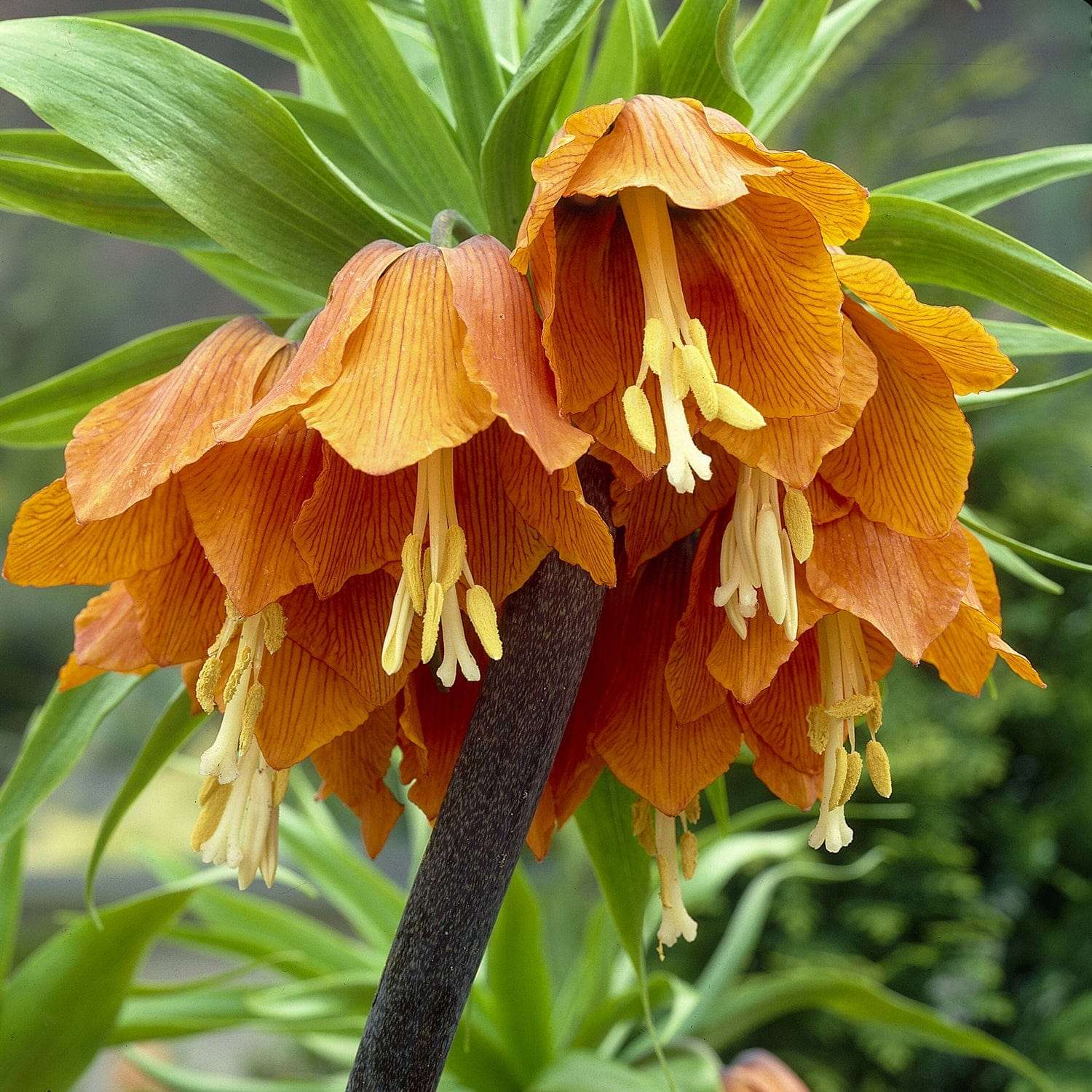 Couronne impériale 'Aurora'